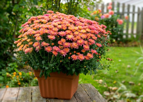 Growing chrysanthemums in pots. Grow in multipurpose compost or soil based compost and keep moist but not overwatered.
