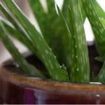 Growing Aloe Vera Plants and Care