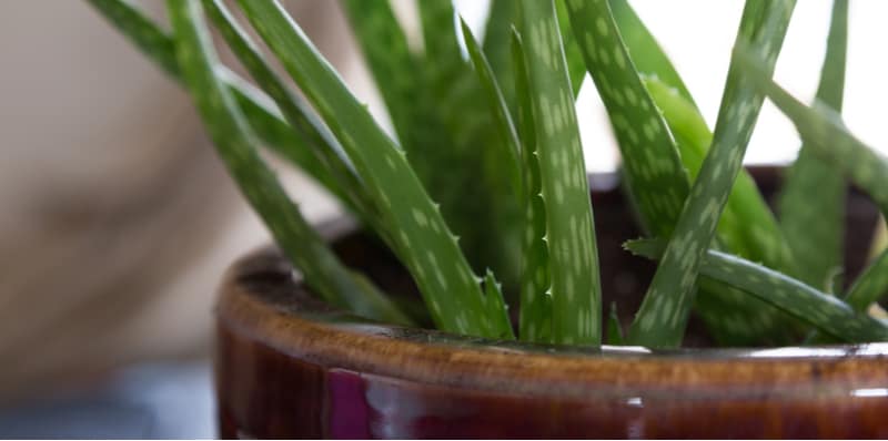 Growing Aloe Vera Plants and Care