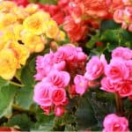 Begonias are one of the most stunning of plants and with many different types, there's a lot to learn. Learn about growing begonias now from bedding begonias to stunning non stop begonias and trailing begonias.