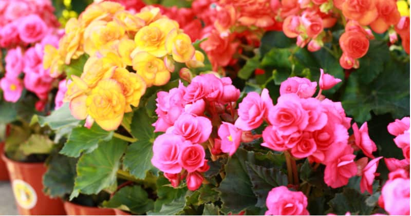 Begonias are one of the most stunning of plants and with many different types, there's a lot to learn. Learn about growing begonias now from bedding begonias to stunning non stop begonias and trailing begonias.