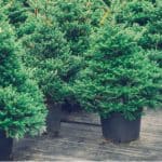 Growing Christmas Trees In Pots is a good way to help control the size for those who don't want to grow one in the ground who don't have the room. Learn more