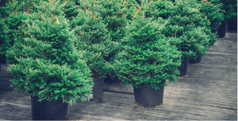 Growing Christmas Trees In Pots is a good way to help control the size for those who don't want to grow one in the ground who don't have the room. Learn more
