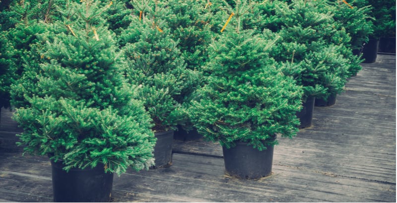 Growing Christmas Trees In Pots - The Beginner's Guide | Pyracantha.co.uk