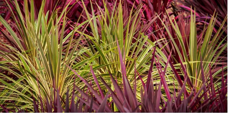 Growing Cordylines