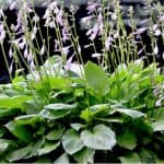 Growing Hostas is really enjoyable and they are such stunning plants to shows in shadier areas of the garden and grow well in pots. Learn how to grow Hostas now