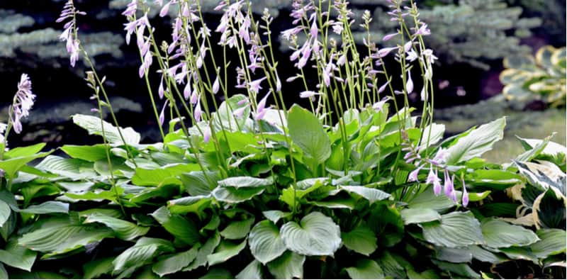 Growing Hostas is really enjoyable and they are such stunning plants to shows in shadier areas of the garden and grow well in pots. Learn how to grow Hostas now