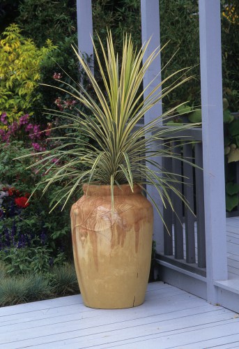 Growing cordylines in pots