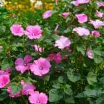 Growing lavatera - how to grow lavatera