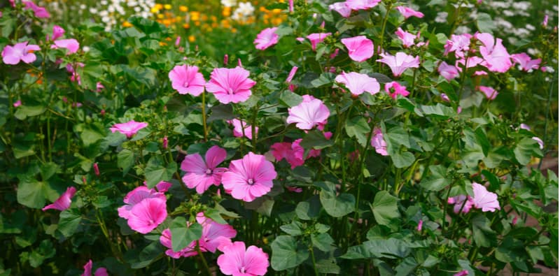 Growing lavatera - how to grow lavatera