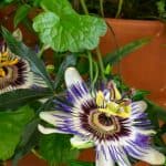 Growing passion flowers in pots and containers in a great way to grow passion flowers especially the more tender varieties, learn more now about growing passifloras