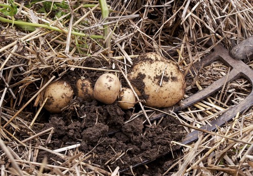 When growing seed potatoes outdoors for Christmas, cover with straw when the foliage dies back to protect the potatoes from frost