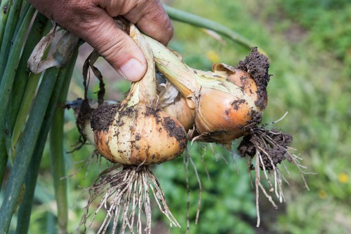 Harvest crops you have left in September