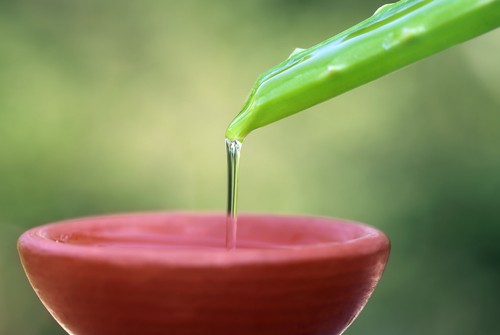 Harvesting the clear gel from aloe vera plants