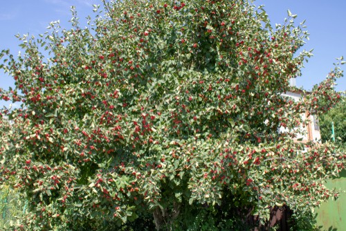 Crataegus monogyna (Hawthorn) . Ideal for attracting birds into your garden