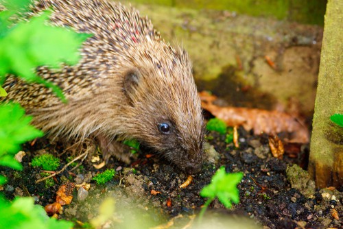 Hedgehog eating meal worms. Only feed hedgehogs small amounts of meal worms as they offer no benefit and can cause issues. Mix a few meal works along side other food such as cat food or biscuits.