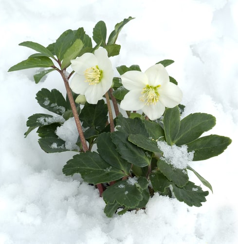 Helleborus niger also known as christmas rose