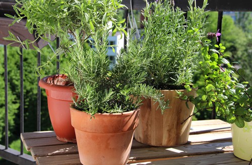 Best herbs for growing on a balcony