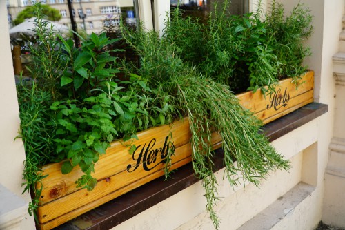 Herb window box