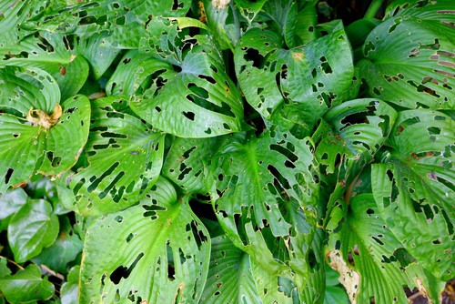 Slugs and snails eating hostas