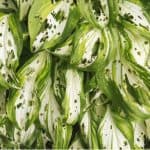 Hosta problems - leaves with holes, diseases and pests