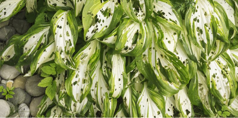 Hosta problems - leaves with holes, diseases and pests