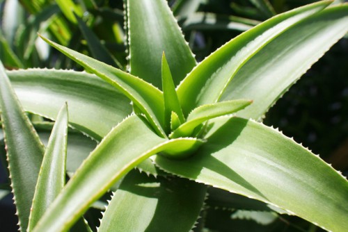 How to grow aloe vera plants