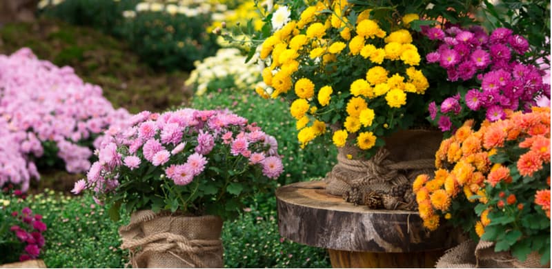 Learn how to grow chrysanthemums from choosing the right types, planting, overwintering, taking cuttings, pruning and more. Caring for chrysanthemums. Learn more