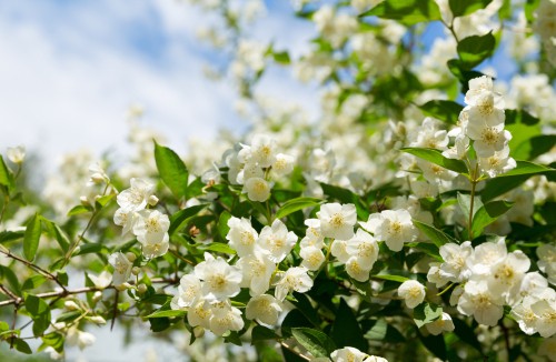 How to grow jasmine plants