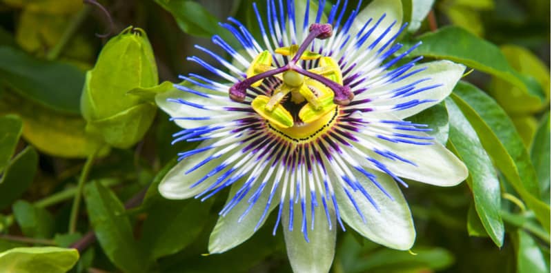 Passion flowers are one of the most stunning climbers and in this article, we look at how to grow passion flowers and include lots of care tips and more