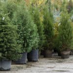 How to plant a Christmas tree on your garden