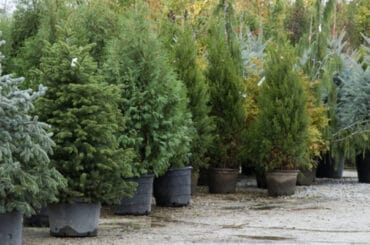 How to plant a Christmas tree on your garden