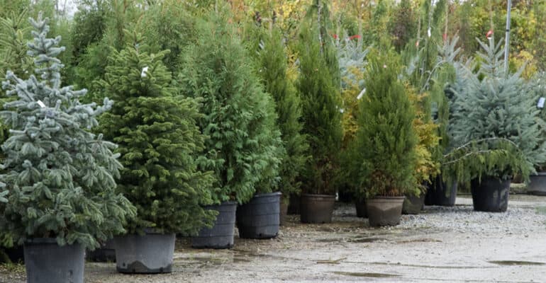 How to plant a Christmas tree on your garden