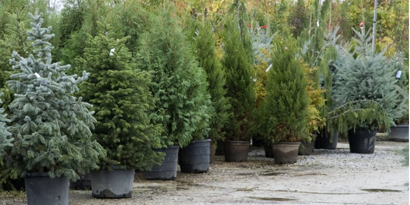 How to plant a real Christmas tree in the garden