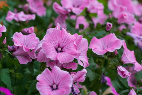 planting Lavatera. Plant in any well-drained soil in a sheltered area