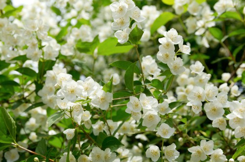 How to propagate Jasmine and pruning