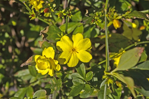 how to prune jasminium