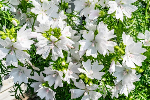 How to prune lavatera. Prune back as far as needed or back to 1-2ft tall in spring
