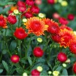 How to take chrysanthemum cuttings