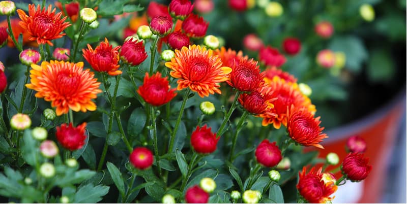 How to take chrysanthemum cuttings