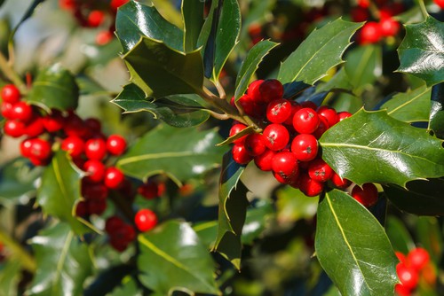 Holly also known as Ilex aquifolium