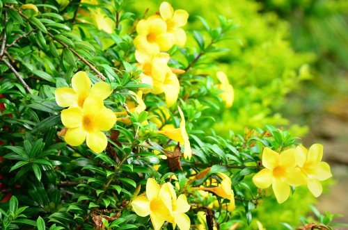 Jasmine in window box