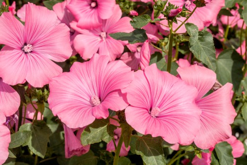 Lavatera care. Dead head flowers and water in times of dry weather