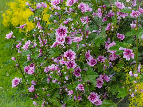 Lavatera problem. Pests and diseases
