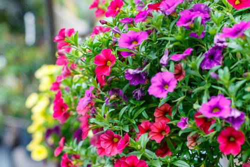 Calibrachoa (Million Bells) is very similar to surfinias but produces smaller, trumpet-shaped flowers all summer that is small but offset by the pale green leaves and work well in hanging baskets