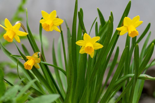 Miniature daffodils for window boxes