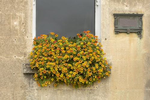 nasturtiums which do well in hanging baskets and come in trailing or climbing varieties. Nasturtiums are low maintenance and do well in sun or partial shade.