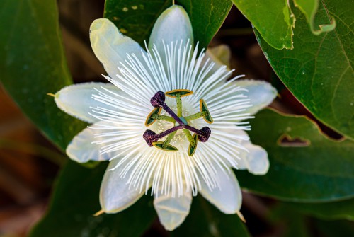 Passiflora Constance Elliot is white hardy variety but the blooms are heavily fragrant and grow well in in a sheltered position in the ground as well as containers.