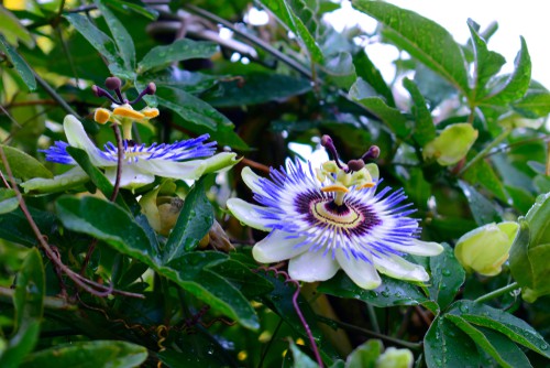 Passiflora caerulea produces the quintessential white and blue flowers and is the most popular and one of the hardier evergreen varieties and probably the most common variety in the Uk.