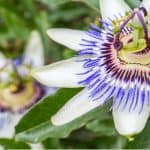 Passion flowers are perhaps one of the most stunning of tropical-looking climbers and correct pruning passion flowers will encourage better growth and flowers